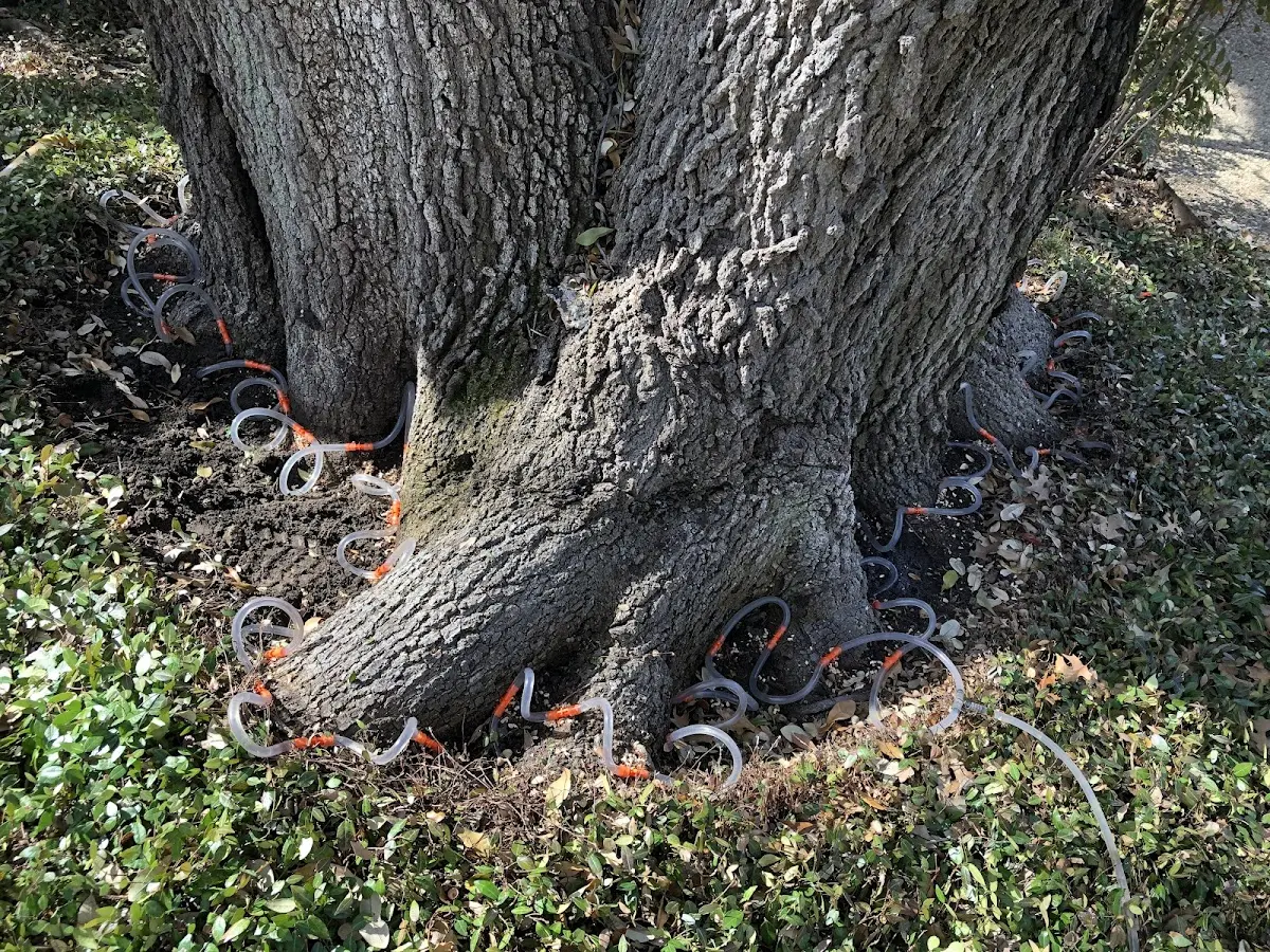 Detailed Tree Cabling and Bracing job site in Center Junction