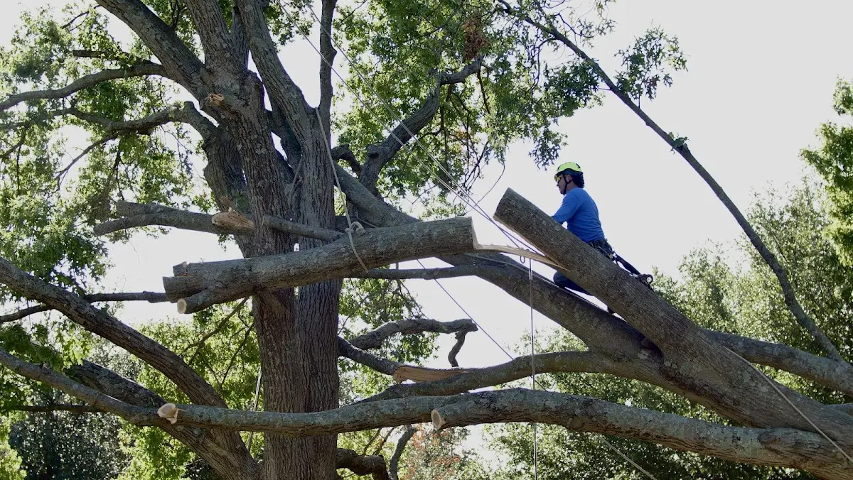 Professional Hazardous Tree Removal performed by certified arborists in Center Junction