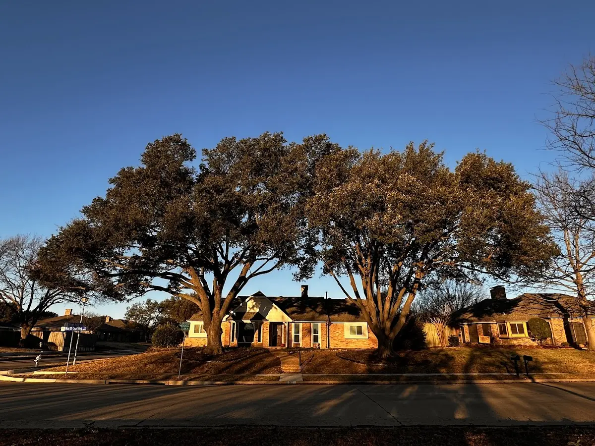 Established residential canopy tree shading a home in Center Junction